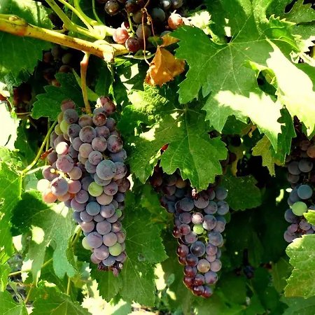 Relax By The Sea, Bulgaria,nesebar,aheloy Апартаменты Ахелой